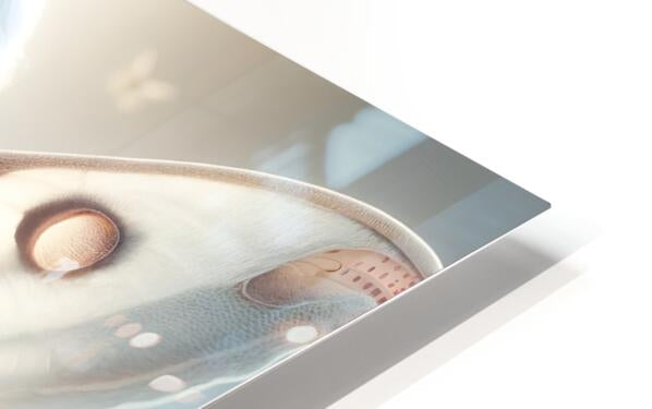 HD Sublimation Metal Print